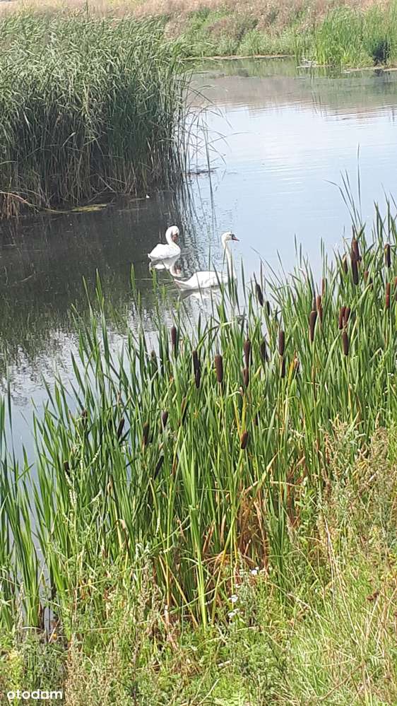 Działka rolna na sprzedaż, świetna lokalizacja!-9