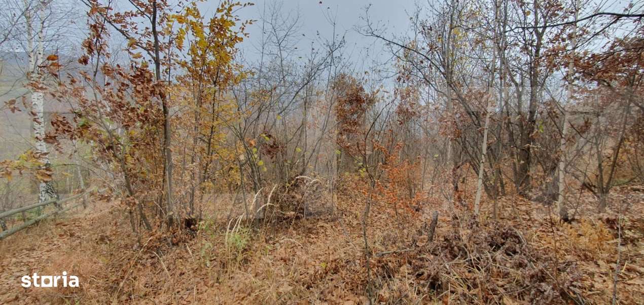 Teren Muntele Rece 3000mp, Intravilan utilitati - Imagine principală: 3/3