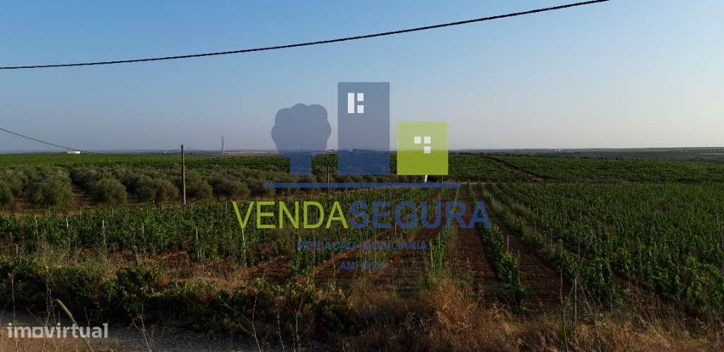 Vinha Nova e Olival Produtivo - Grande imagem: 3/3