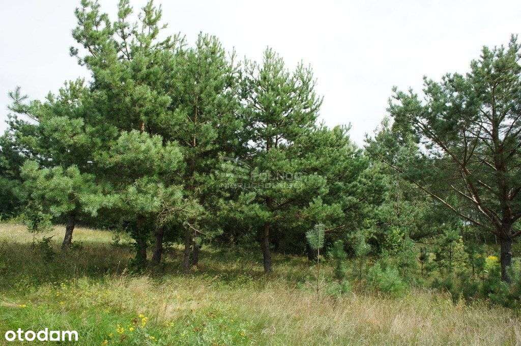 Atrakcyjna działka pod turystykę nad jeziorem - Pełny obrazek: 5/12