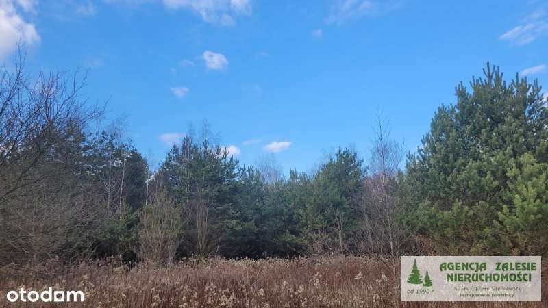 Czarny Las  za Zalesiem Górnym - działka budowlana-1