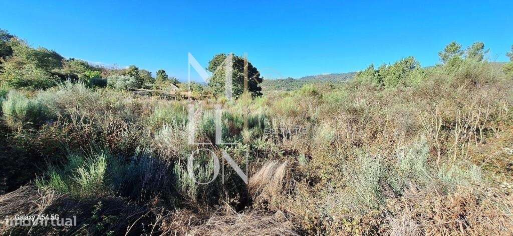 Terreno com Pinhal e Olival- 127 - Grande imagem: 3/10