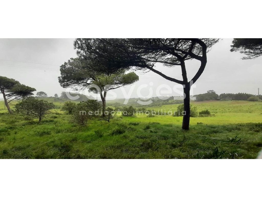 Terreno Rústico com pinhal em 3560m2 a 5 min da Ericeira