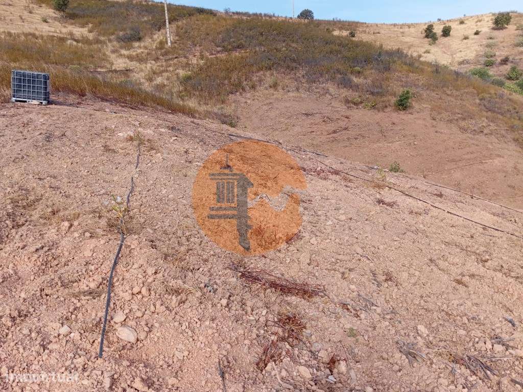 Terreno Rustico com plantação de alfarrobeiras-7