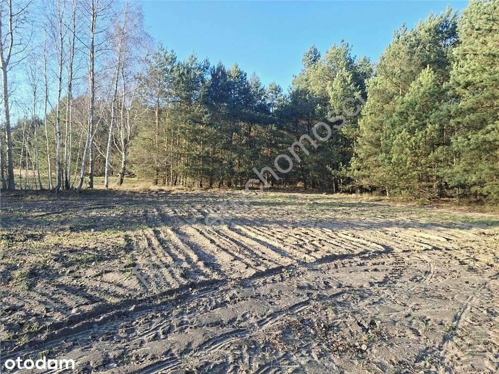 Gójszcz...sąsiedztwo "Gajówki" - Pełny obrazek: 4/12