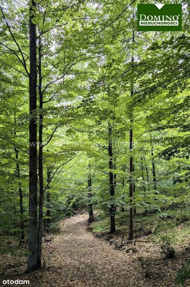 Wisła Działka - Pełny obrazek: 5/8