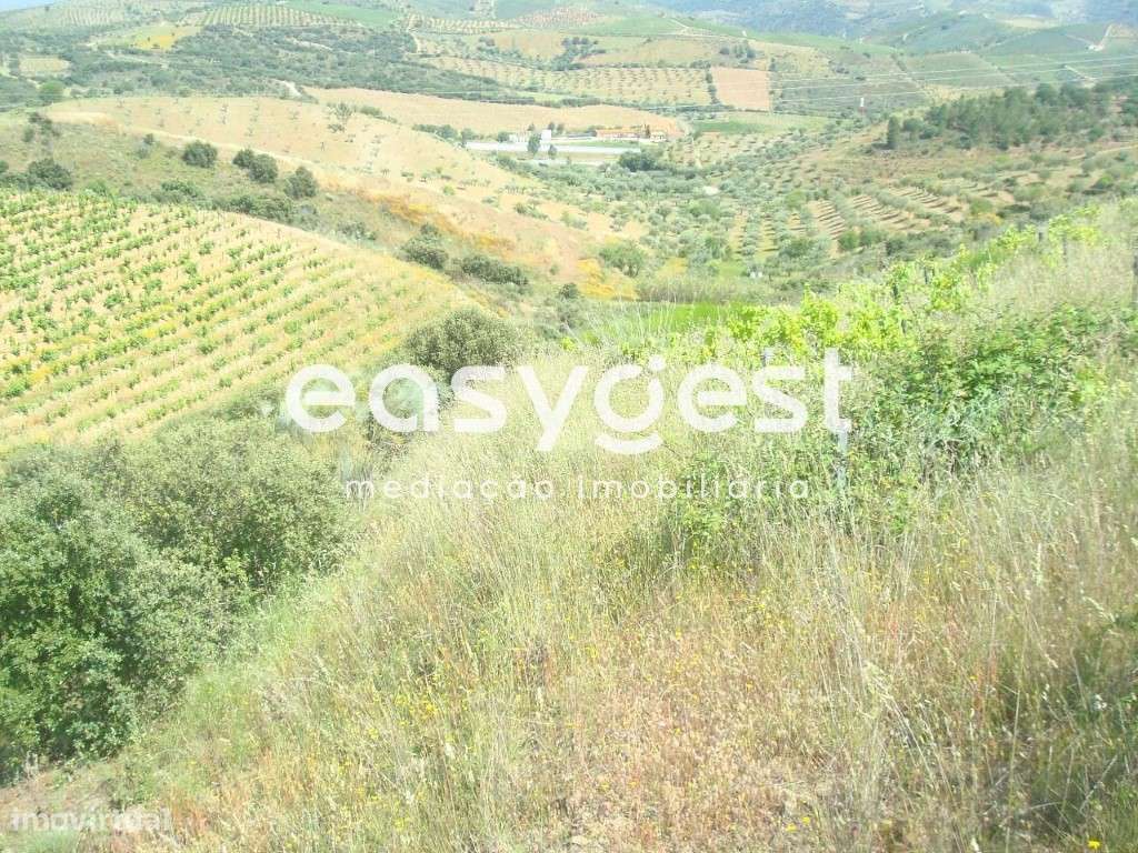 Excelente terreno agrícola localizado na aldeia de Longroiva - Grande imagem: 4/10