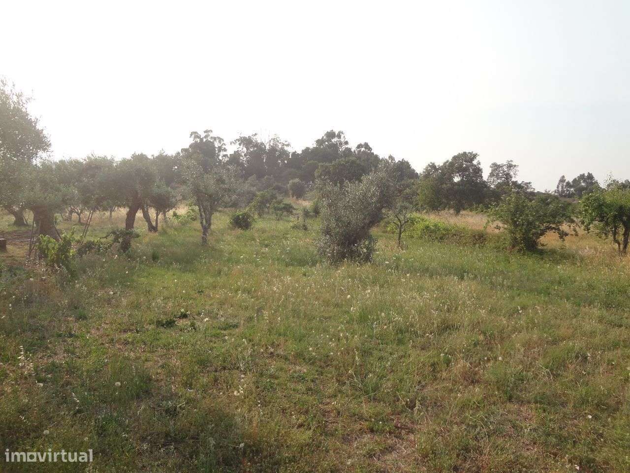 Terreno - Grande imagem: 4/6