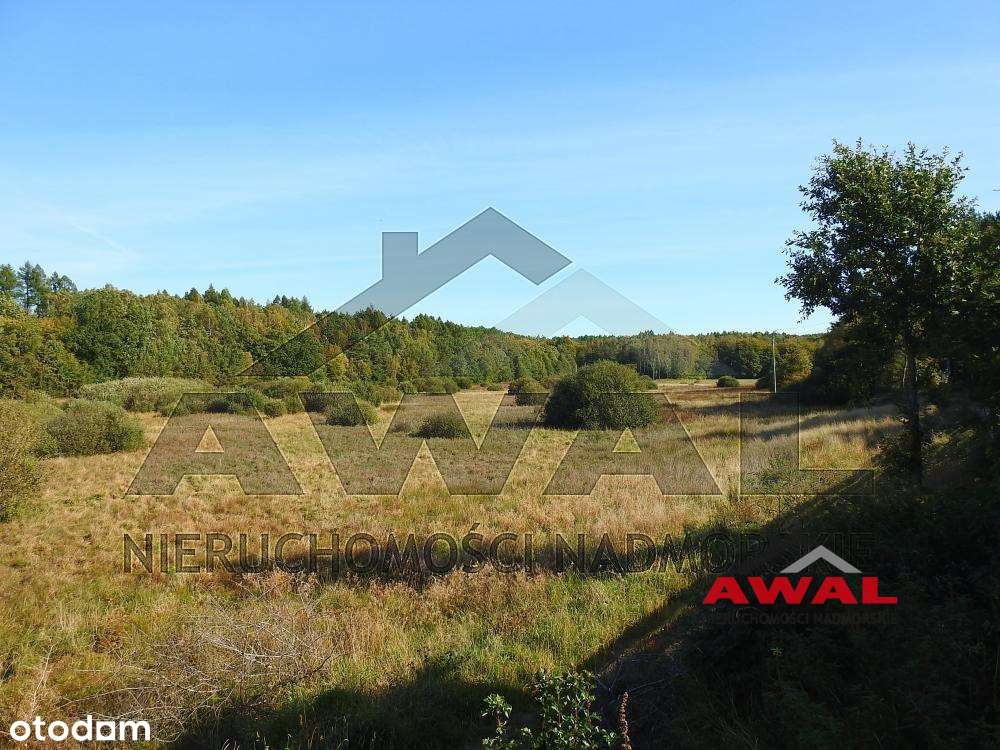 Duża działka rolna w Leśniewie blisko lasu-6