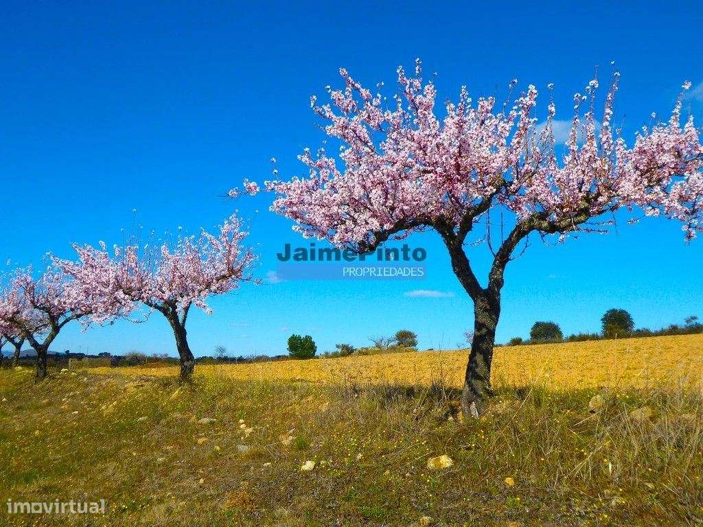 Terreno 210 000m2 p/ novas plantações, F. C. Rodrigo. Portugal, Gua... - Grande imagem: 5/8