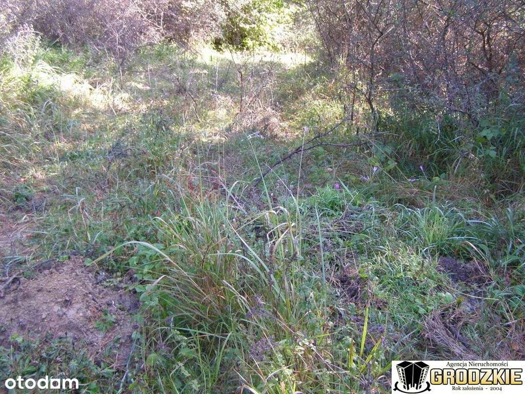 Sprzedam działke z lasem k.Przemysla-3