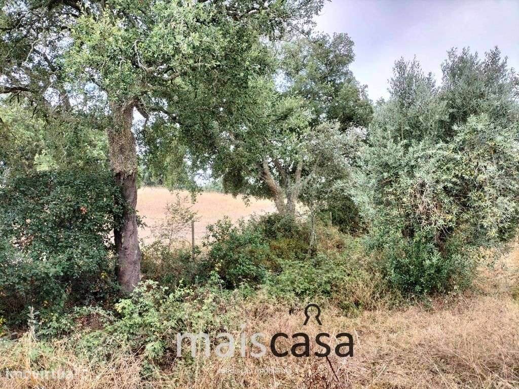 Moradia T3 com Tanque, Terreno e Linha de Água-18