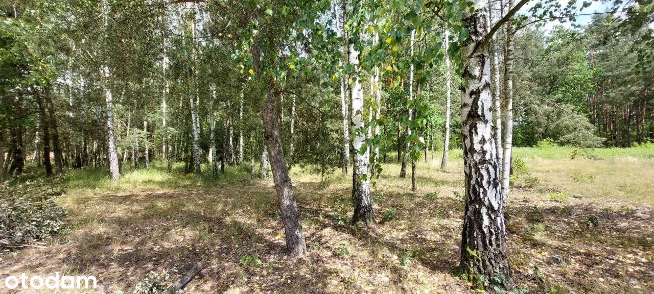 Budowlana uzbrojona leśny zakątek pod Leoncinem - Pełny obrazek: 5/13