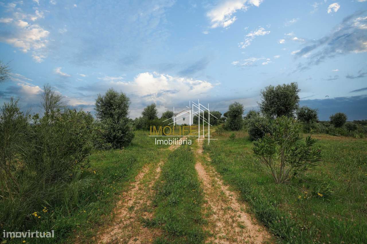 MONTINHO DO CHIADO - MALARRANHA - PAVIA-55