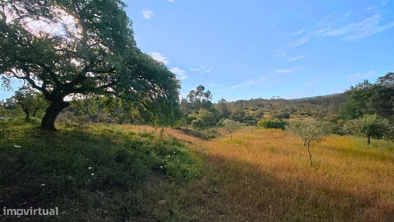 Terreno Rústico  Venda em Benquerenças,Castelo Branco-11