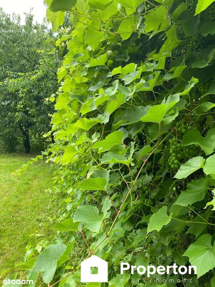 Dom pod Sandomierzem -Żurawica idealny dla rodziny - Pełny obrazek: 4/12