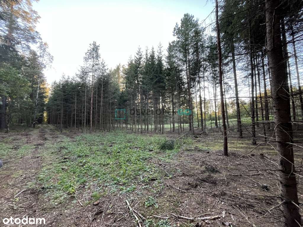 Działka budowlana w lesie. - Pełny obrazek: 5/8