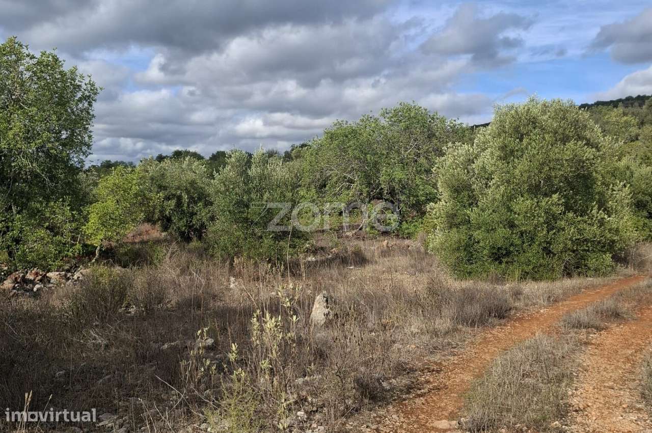 Terreno Rústico em Cerro Monte Brito com 11.460m2 - Grande imagem: 3/25