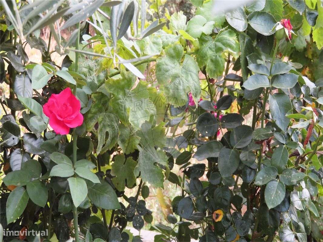 Quinta  para venda - Grande imagem: 5/24