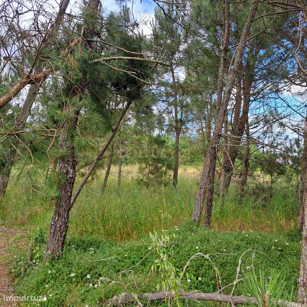 Terreno Agrícola em Alhadas, Figueira da Foz - 1071m² - Grande imagem: 4/8