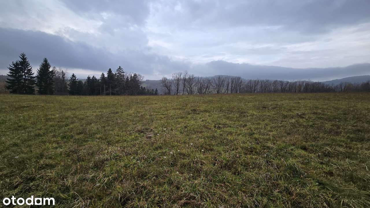 Działka 10.000 m² w malowniczej okolicy - Zagórze Śląskie - MPZP 1MN - Pełny obrazek: 5/7