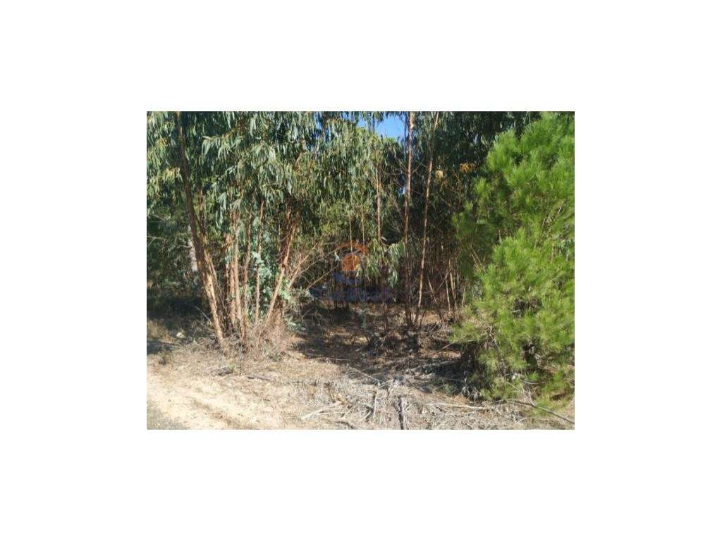 Terreno rústico com mais 4 hectares - Pegões - Grande imagem: 3/5