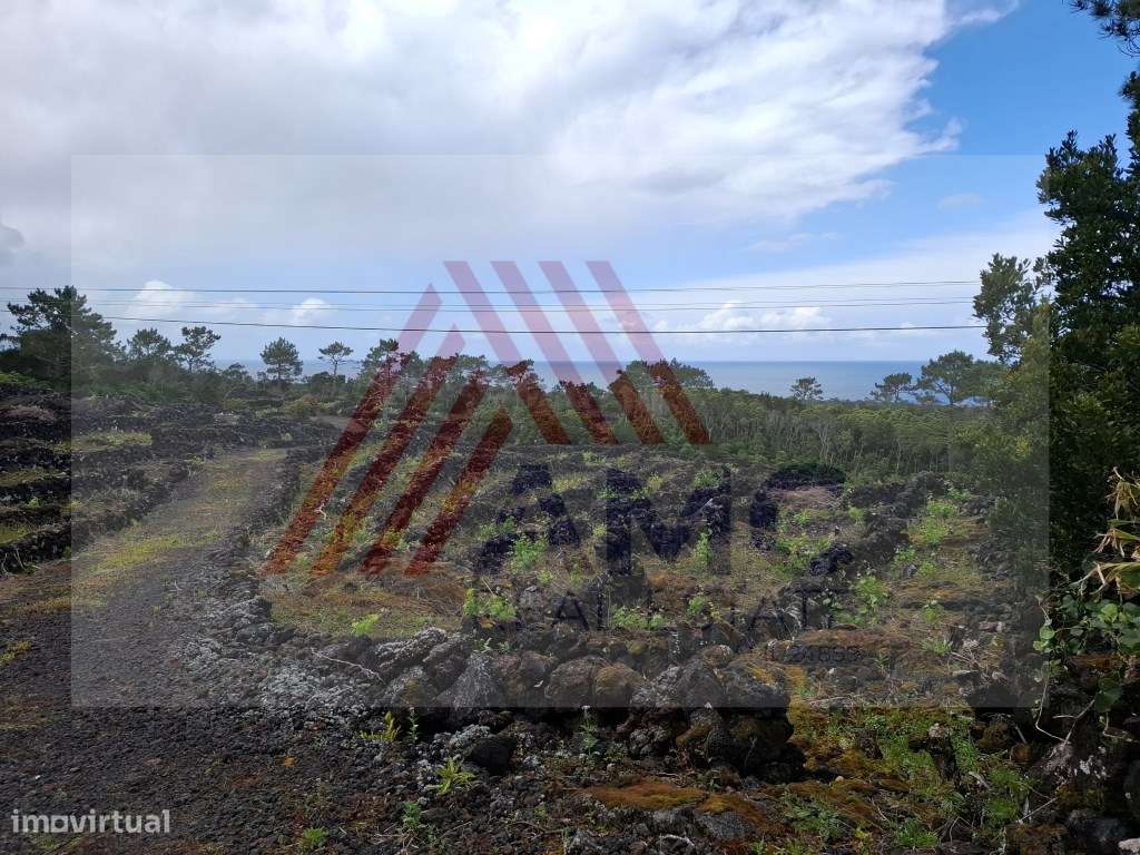 Terreno Rústico c/Vinha e viabilidade de Construção - Grande imagem: 3/12