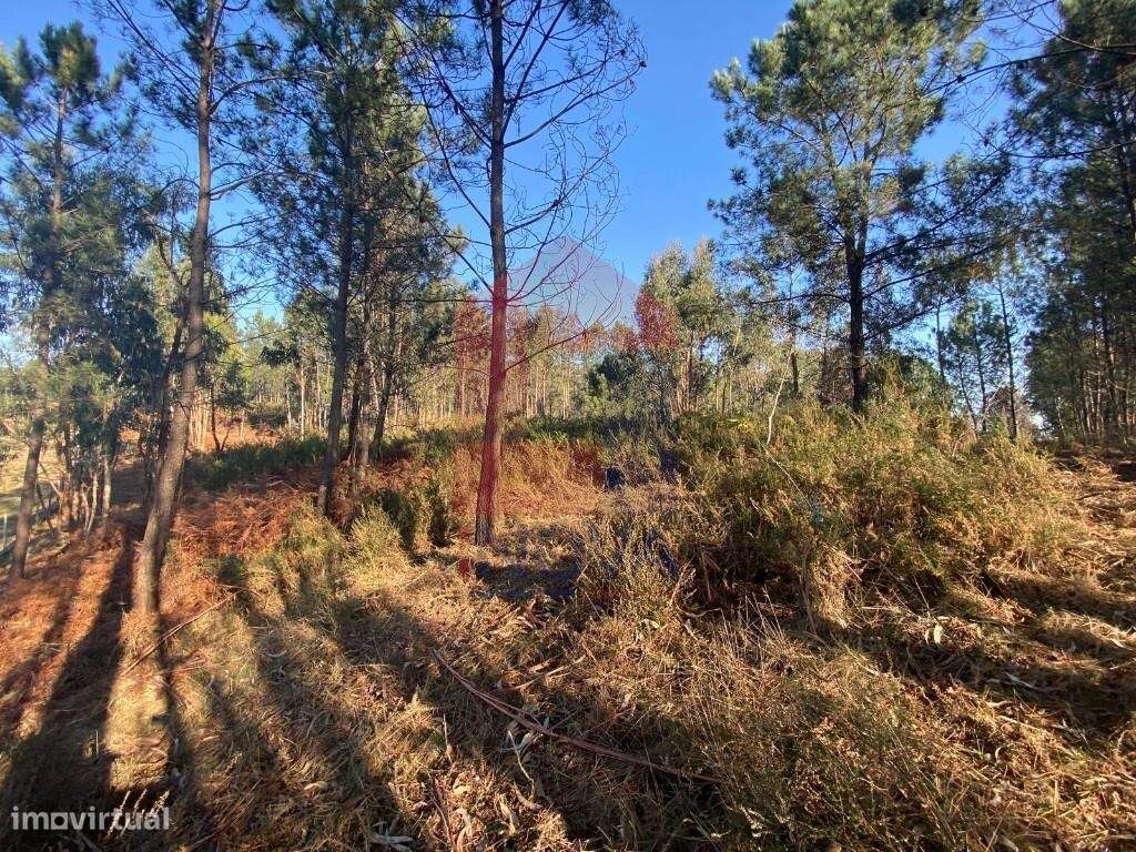 Terreno Florestal, Esqueiros - Grande imagem: 5/43