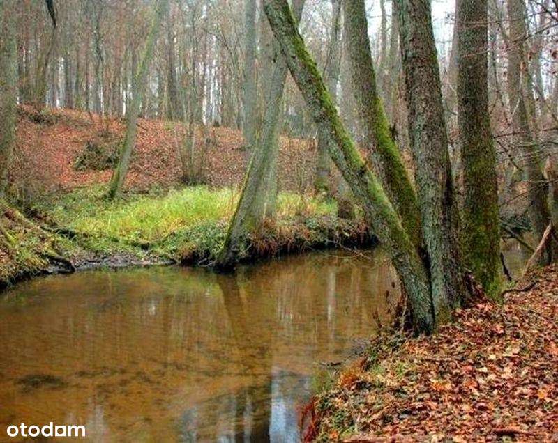 Działka siedliskowa 3130 m2 .Las. Morze. Nad rzeką-6