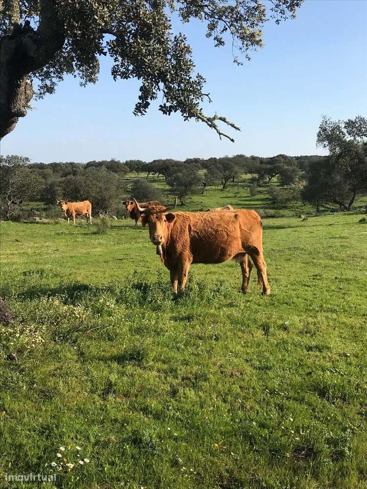 Herdade no Alentejo com 800 hectares - Grande imagem: 5/23