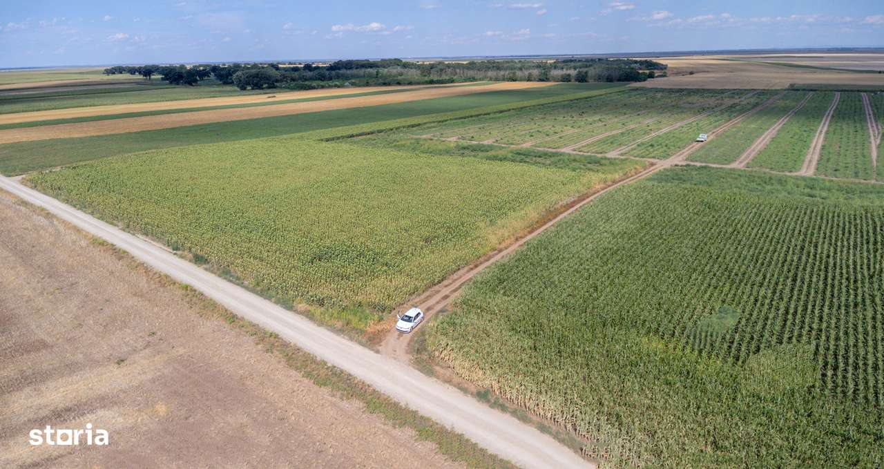 Teren agricol extravilan 2.6 ha - 26.000 mp - Valcelele, Buzau - Imagine principală: 2/15