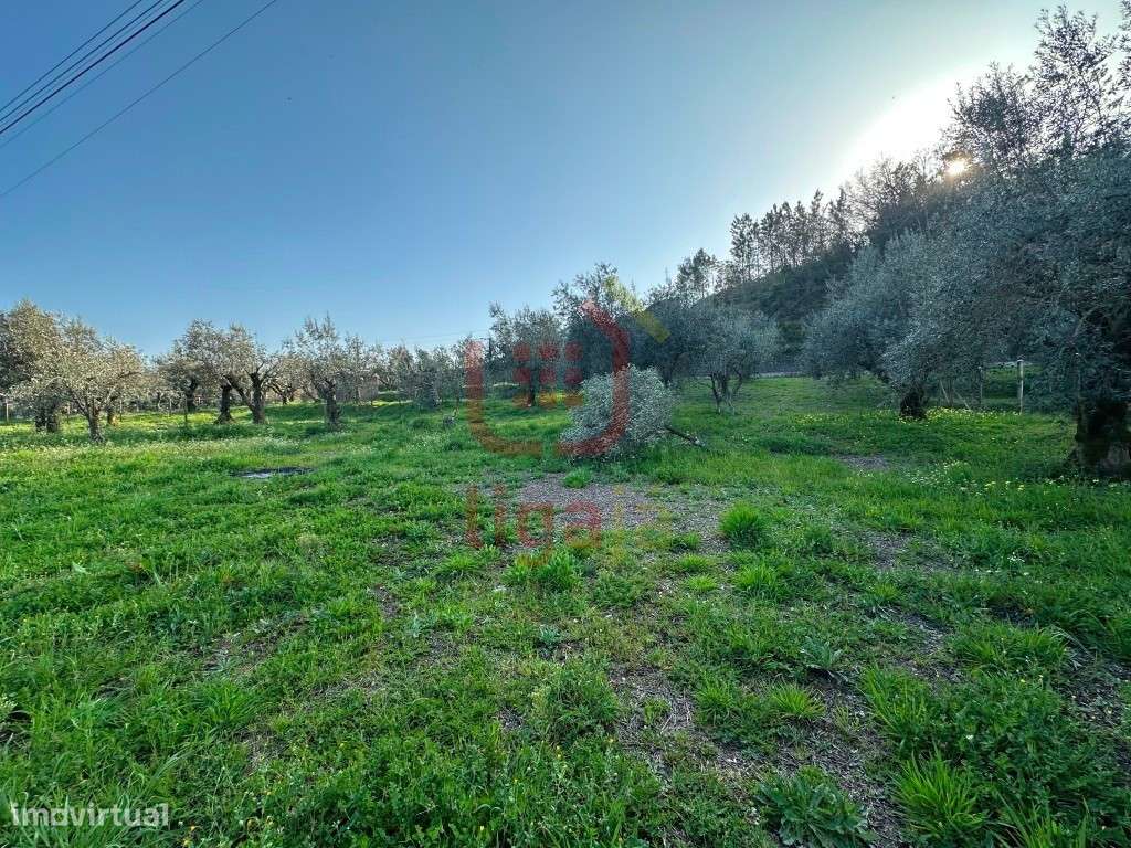 Com viabilidade de construção - Caxarias! - Grande imagem: 4/8