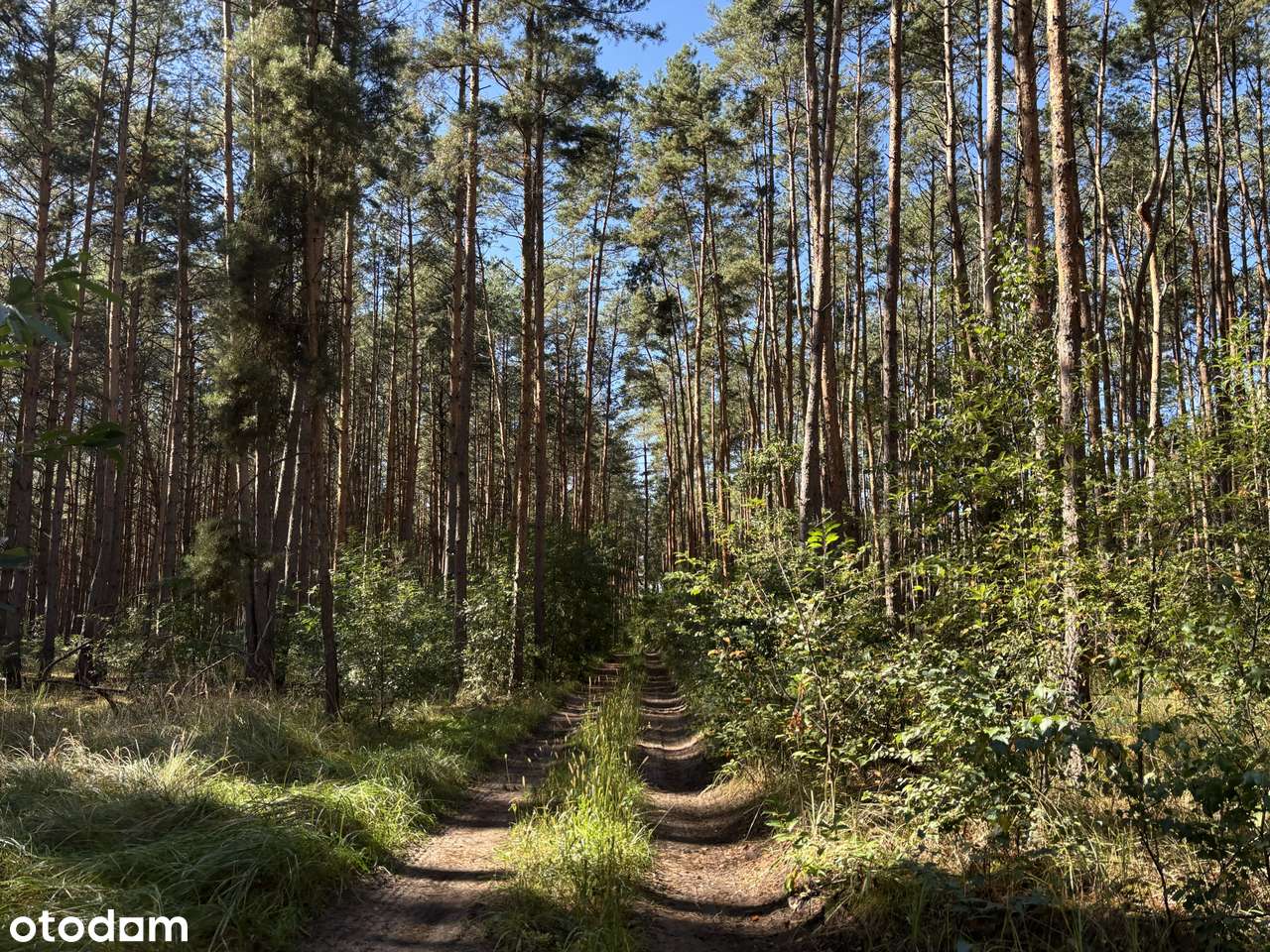 Działka leśna 2,35 ha, Kaszczor, pow. wolsztyński-2