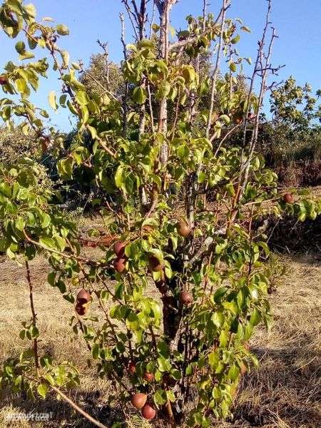 Vendo terreno zona  Sesimbra - Grande imagem: 4/8