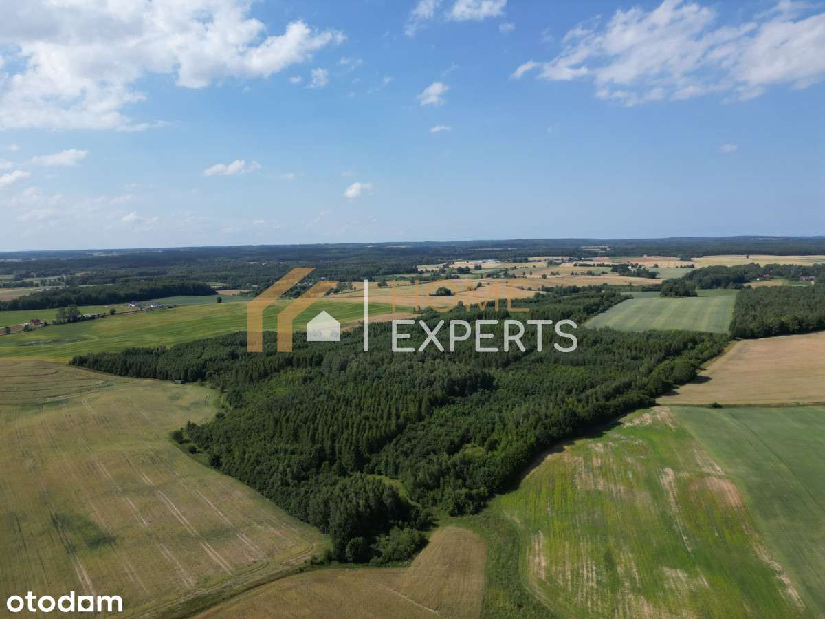 Działka, Las, Siedlisko Cena DO Negocjacji - Pełny obrazek: 5/12