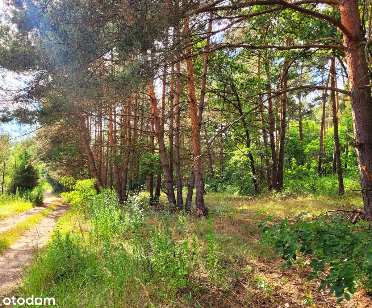 Dom wolnostojący w otoczeniu lasu – Wojnowice, gm. Miękinia-3