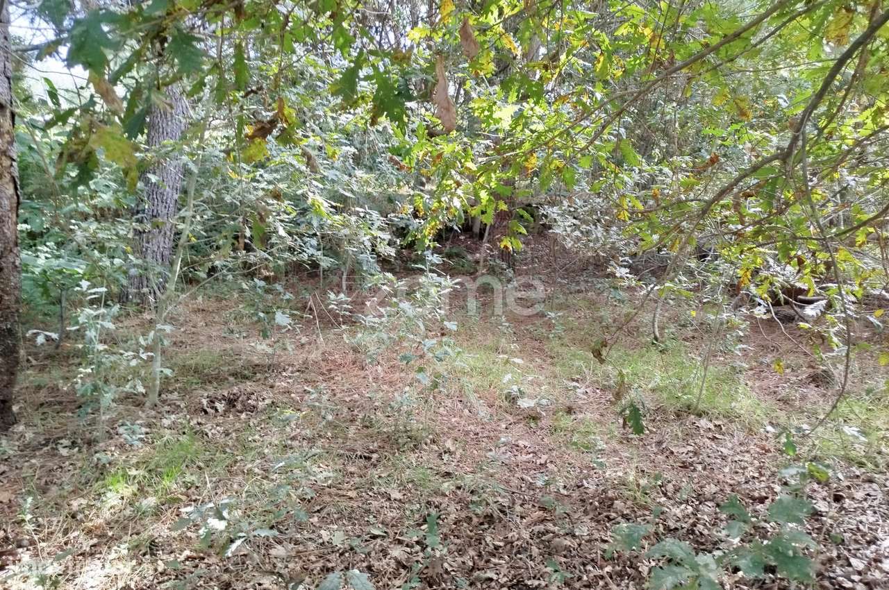 Lote para construção com vários arvores de fruto - Grande imagem: 1/28