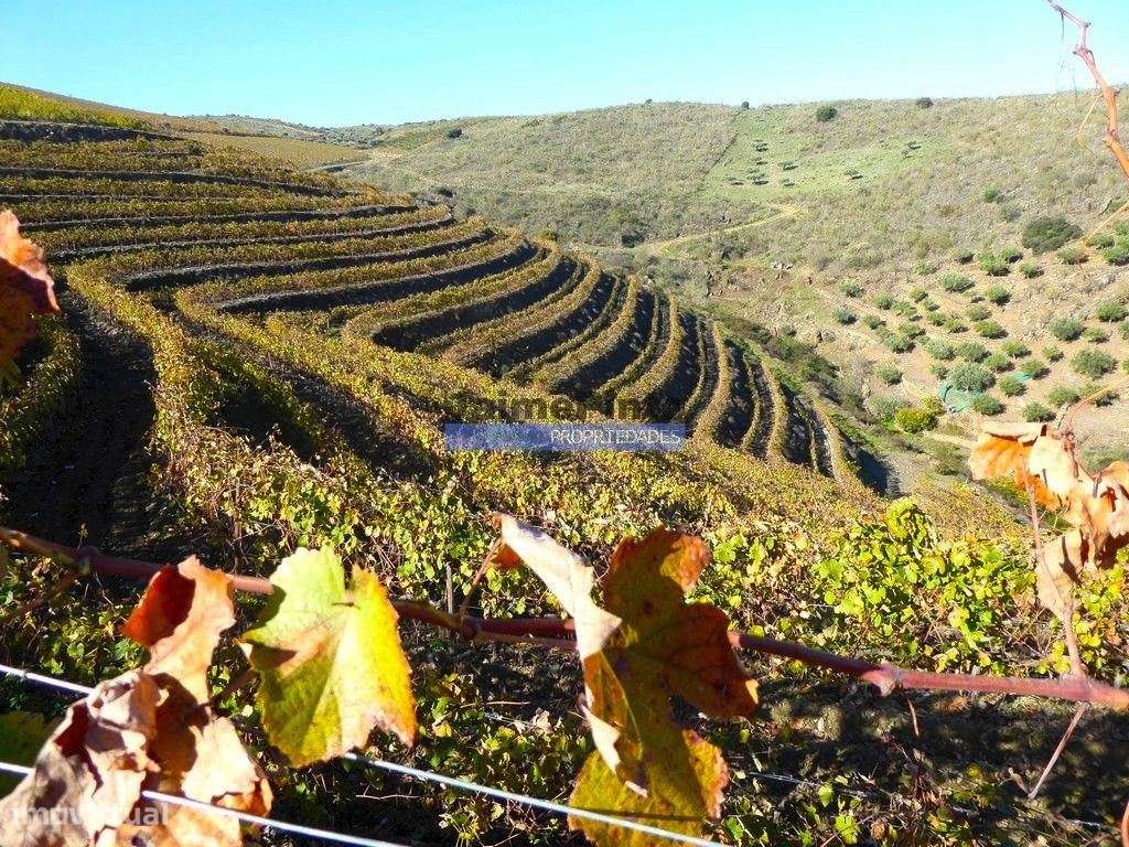 Quinta Vinho do Porto, 25ha, Douro. Portugal, V. N. Foz Côa. - Grande imagem: 4/10