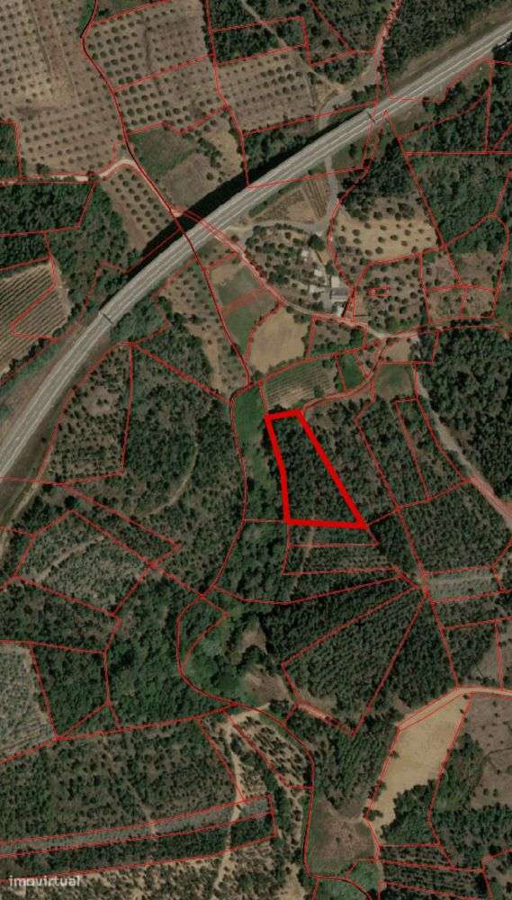 Terreno florestal com eucaliptos e pinheiros, com bons acessos-10