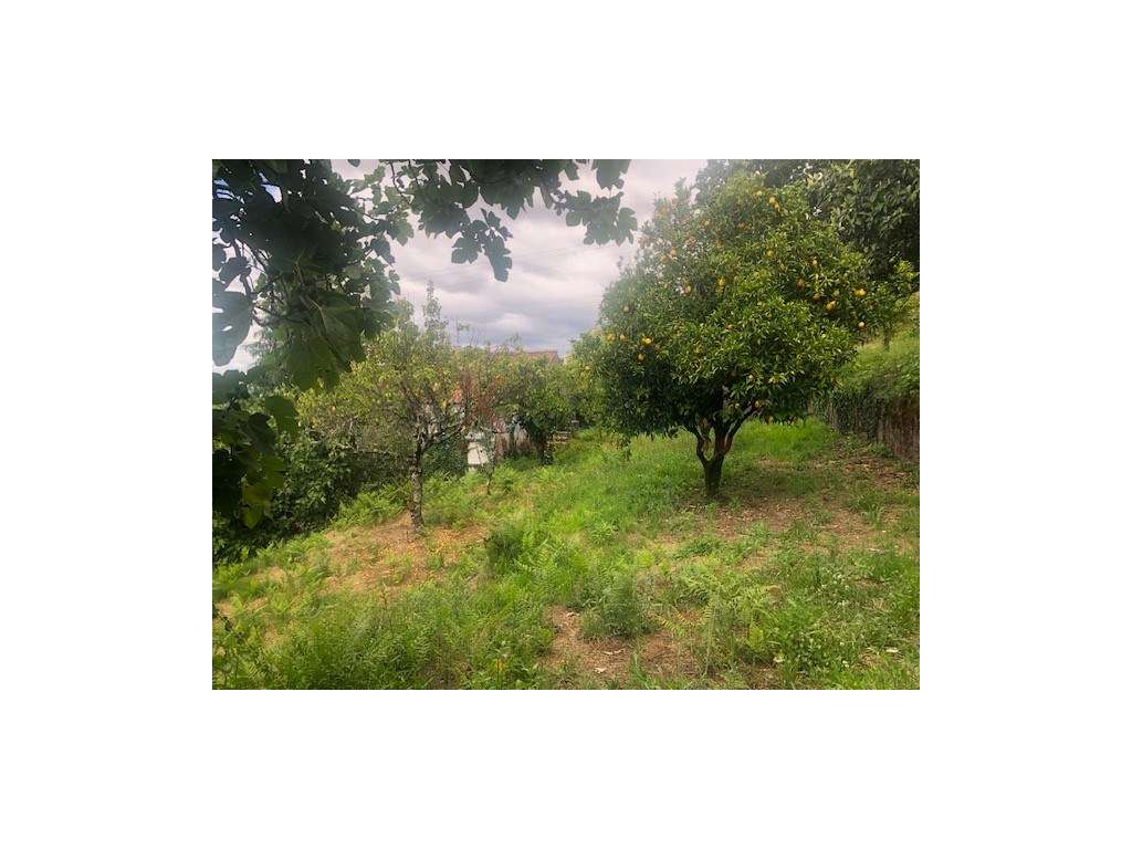 Quinta em Seia - Grande imagem: 5/20