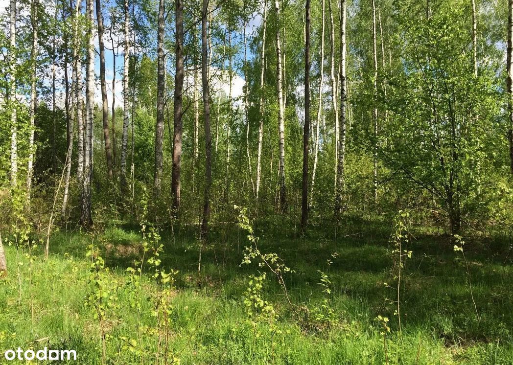 Puszcza Białowieska, Teremiski, budowlana 6.000 m2