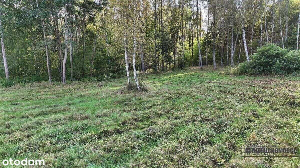 Pod Lasem Ok. 300 M Od Jeziora Pile - Dąbrowica --14