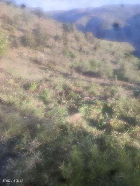 Vendo um terreno junto ou Douro - Grande imagem: 4/7