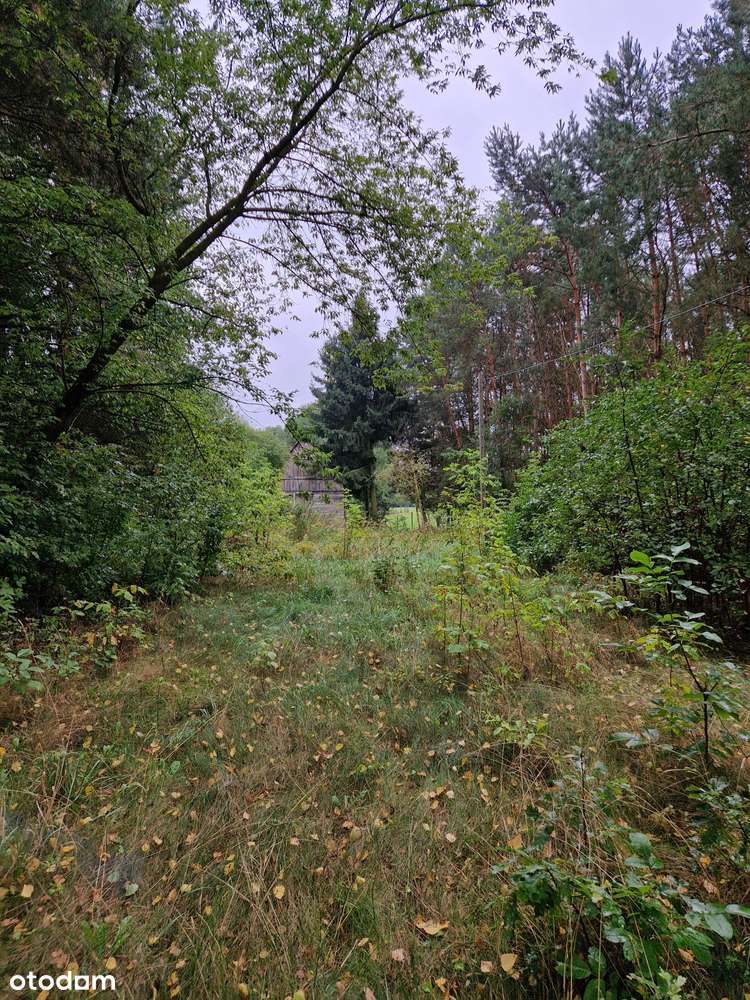 DZIAŁKA DLA DEWELOPERA z linią brzegową Narwi, 3592m², WZ na 3 domy - Pełny obrazek: 4/7