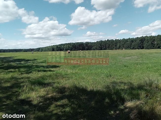 Teren rekreacyjno-lesny wśród Lasów Stobrawskich!