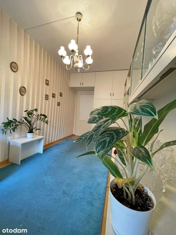 3 pokoje w świetnej lokalizacji, Katowice-Bogucice-10