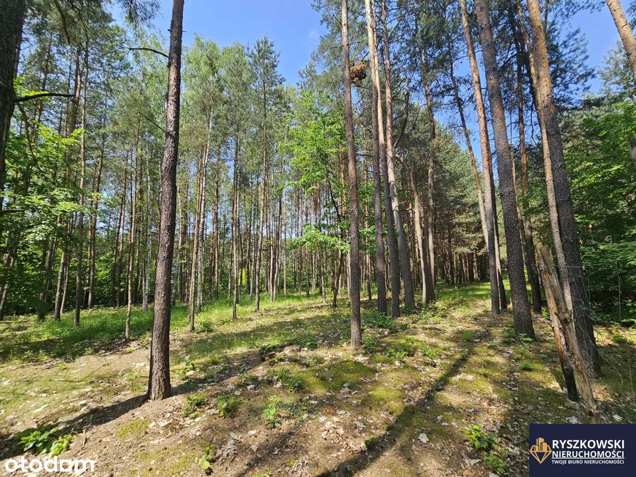 Działki budowlane 5 sztuk 10 ar każda Trzepieciny - Pełny obrazek: 4/11