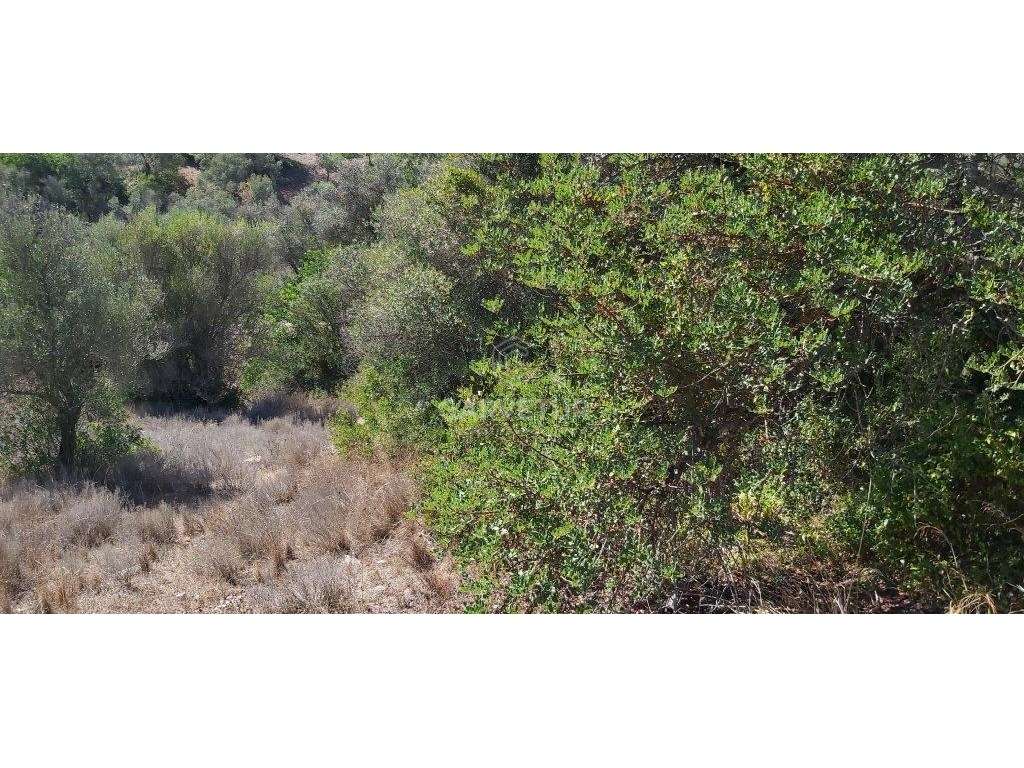 Terreno agrícola, várias culturas, Paderne, Albufeira, Algarve - Grande imagem: 3/27