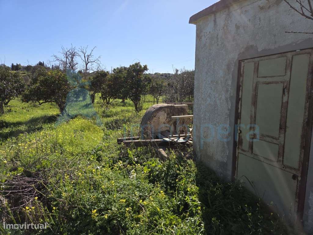 Horta com Nora - Grande imagem: 5/5