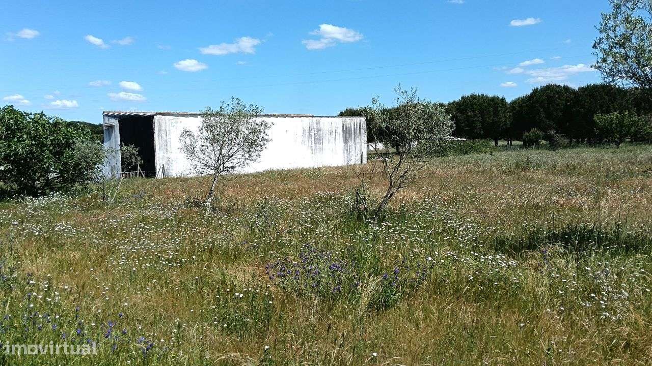 Quinta Pegões Velhos, junto á adega, com moradia e armazém lote 3,8 ha-57